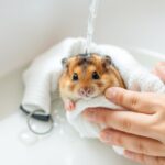 panduan mandi hamster